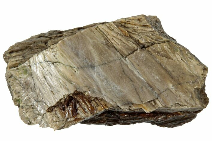 Fossil Tyrannosaur (T rex) Bone Section - Wyoming #313900